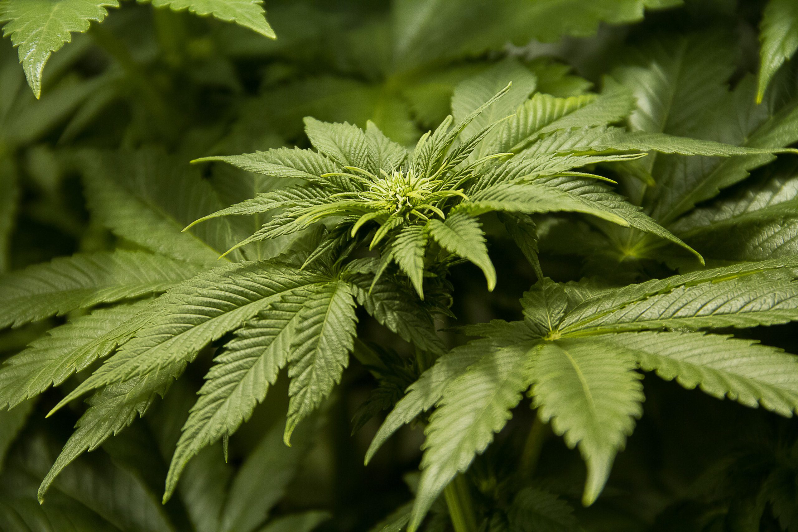 Cannabis Medicinal Una Propuesta En V as De Ser Realidad cu l Es La Situaci n En El NEA 