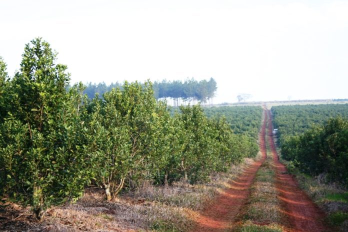 plantacion de yerba mate translate plantacion de yerba mate translate