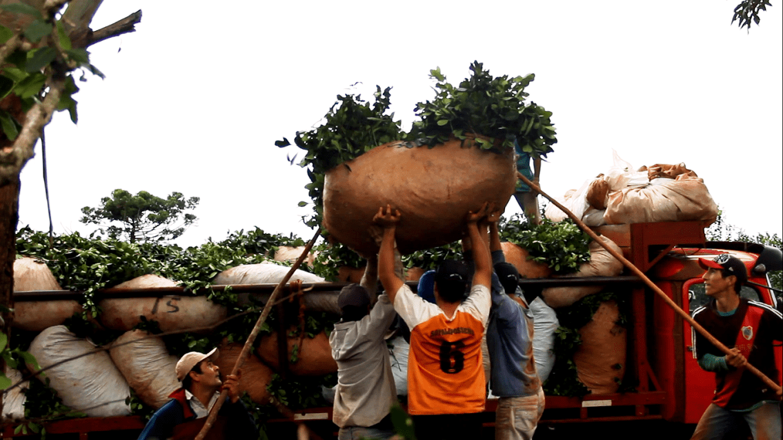 La ruta de la yerba mate: la lucha de de los pequeños productores de Misiones contra los grandes monopolios - NEA HOY