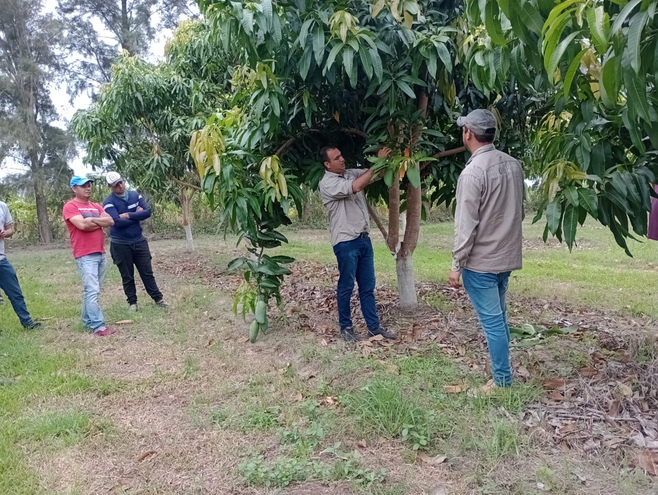 Cultivo de mango en Formosa: el CEDEVA impulsa el manejo eficiente para potenciar la cosecha